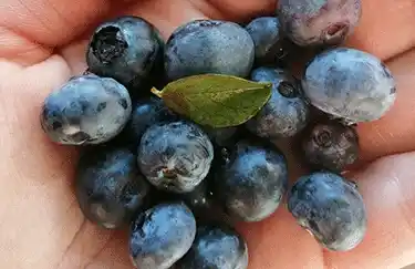 arandanos en cantabria 1